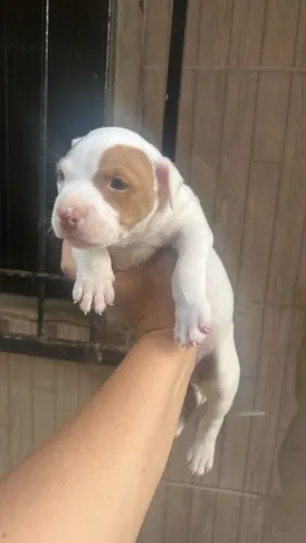 Cachorro Pitbull