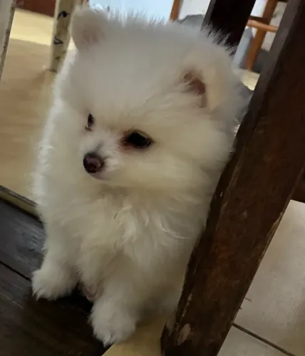 Pet