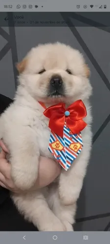 Promoção filhote Chow Chow pronta entrega