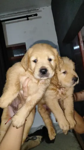 Filhote Golden Retriever