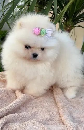 Spitz alemão fêmea filhote 