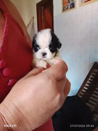 Shih Tzu