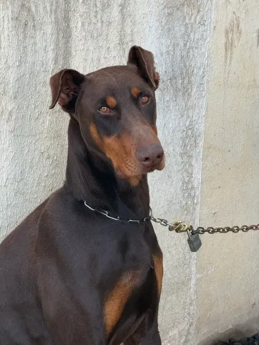 Doberman macho de 1 ano 