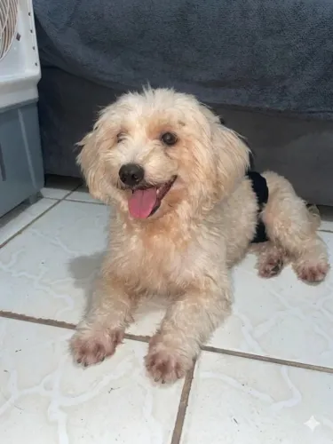 Dog 