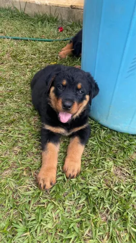 Filhote de Rottweiler 