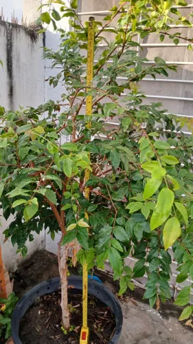 Jabuticabeira no jarro 