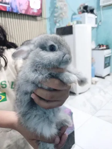 Coelho macho