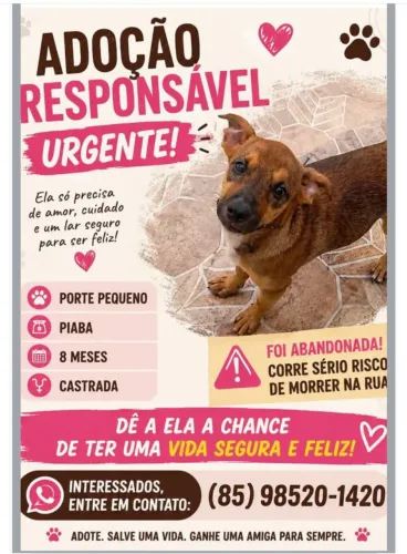 Cachorrinhos lindos pra adoção responsável