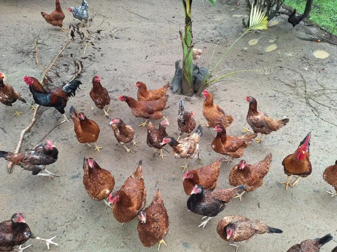 Vendo Galinhas Caipiras