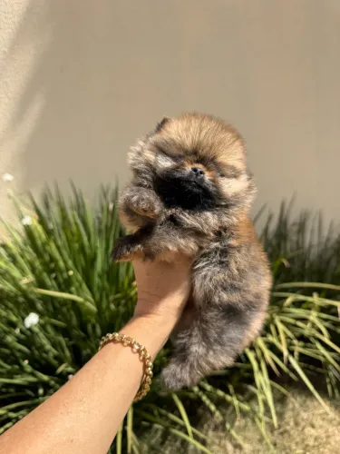 Lulu da Pomerania