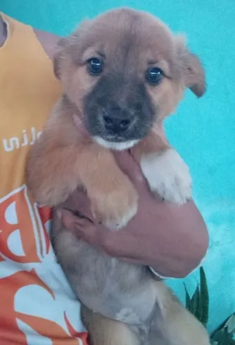 Cães Chow-chow | Brincalhões silenciosos e protetores