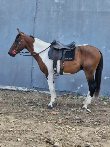 Potro manga larga machador, 2 anos e meio... pouco tempo de doma!!!