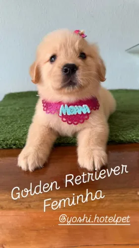 Filhotes de Golden Retriever macho e femea disponivel