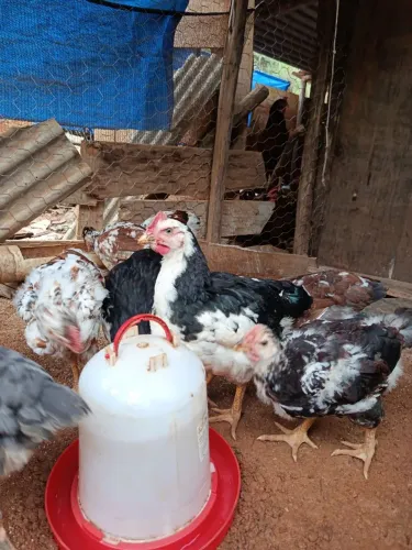 Frango GSB Galinha Sertanejo Balão