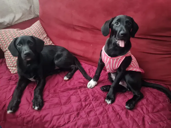 Estou doando 3 filhotes que foram resgatados!