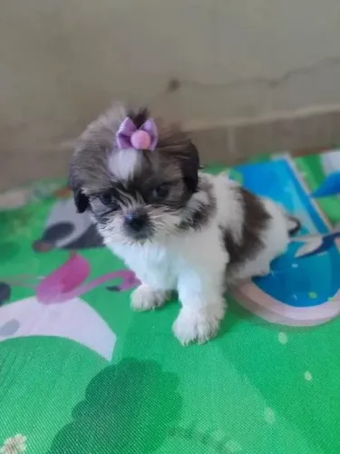 Shih tzu O lar perfeito começa com um latido feliz
