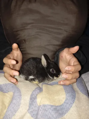 Coelho mini