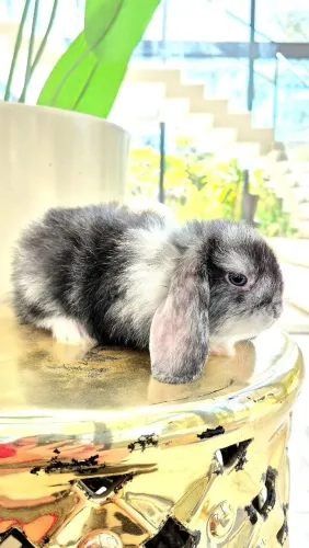 Vendo minicoelhos mini lop puros orelhas caidas Goiania