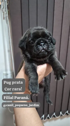 Pug prateados cor rara
