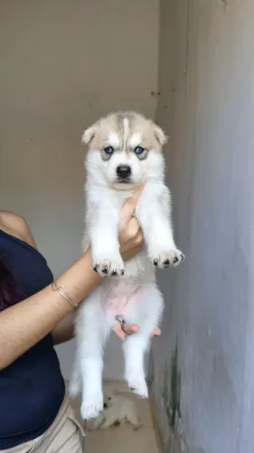 Filhotes de Husky super saudáveis