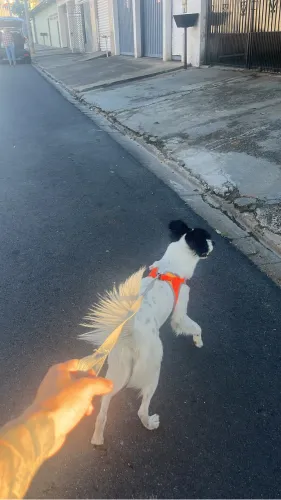 Cachorro 2-3 Anos Border Collie