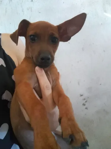 Vendo filhotes Pinsher 