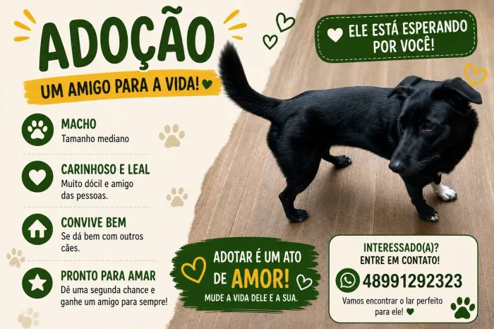 Cachorro papilion adulto para adoção 