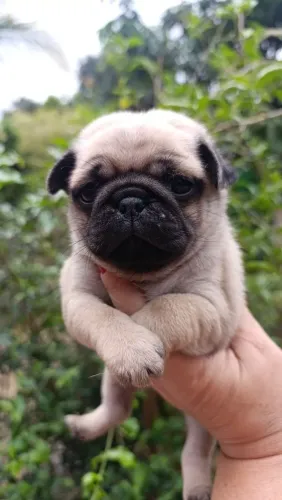 Pug filhote 