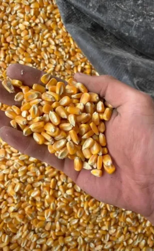 Milho Direto do Produtor Sem Atravessadores,Fazemos entrega em todo Brasil