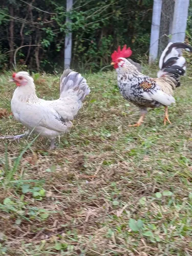 Casal Garnizé