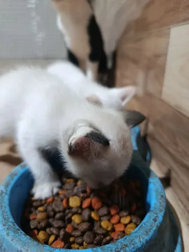 Filhote gatos doação 