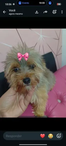 Yorkshire goodluts mini fêmea 7 meses