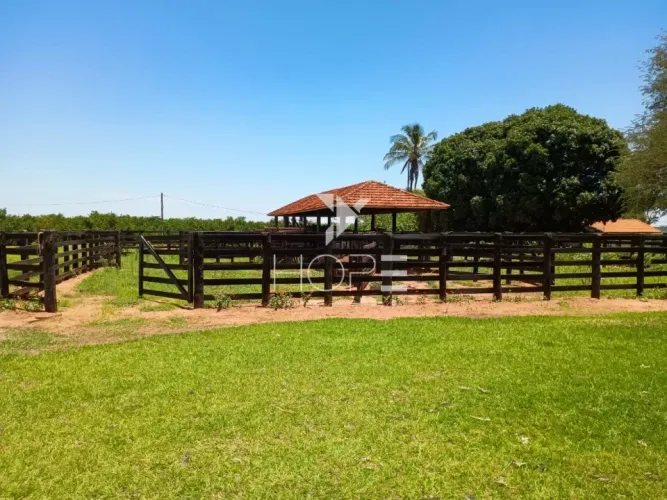 Fazenda de laranja à venda com 77.5 alqueires - 77.150 pés - certificado para exportação -