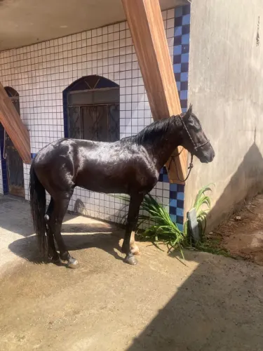 CAVALO MARCHA PICADA