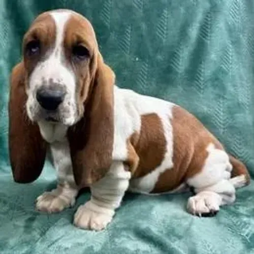 Basset Hound,Basset Hound Filhote Vacinado com Procedência e Muito Carinho