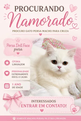     Procuro Gato Persa para Cruza