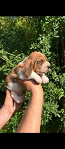 Cachorro Basset hound