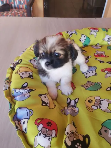 Filhote de Ihasa apso