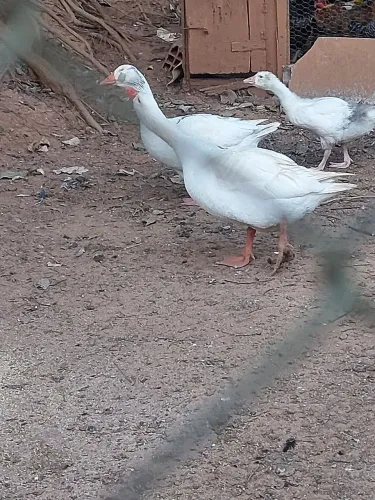 Filhote de ganso
