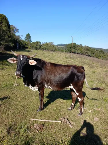 Vendo vaca