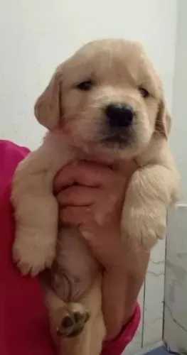Doa-se Golden Já vacinado