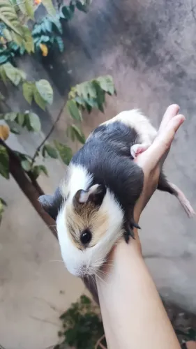 Porquinho da India