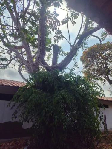Vende se tábuas e faz podas e corte de vegetais