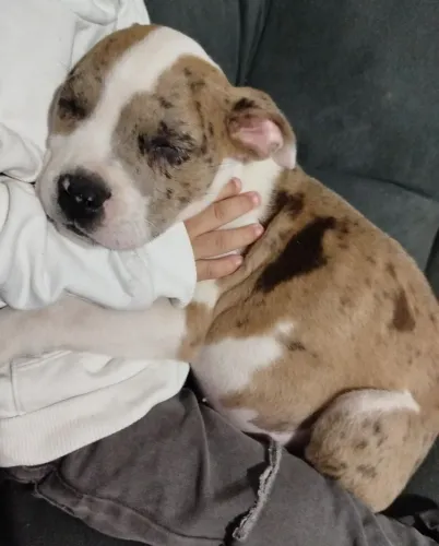 American bully fêmea