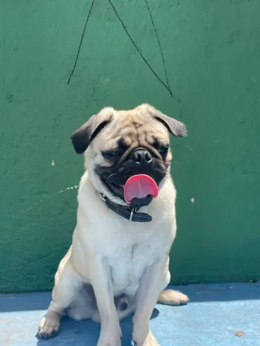 Pug Macho 