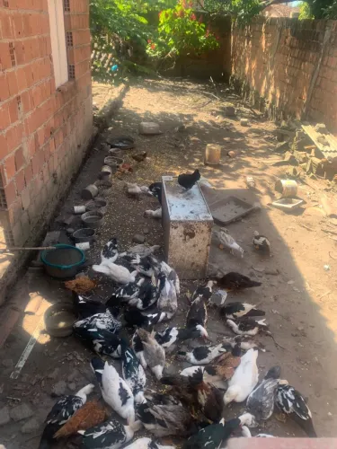 Patos e galinhas