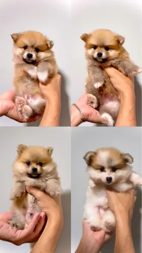 LULU DA POMERANIA FILHOTES