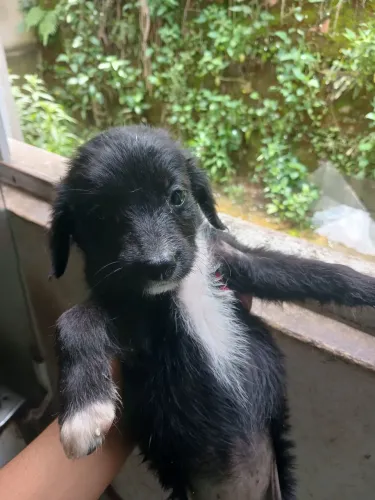 Doando cachorrinha de 2 meses