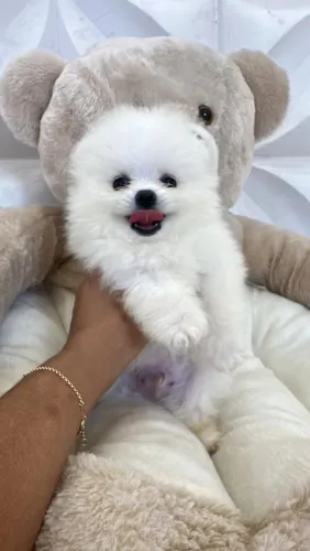 Cachorro lulu