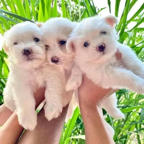 Maltês Amor sincero tem olhar doce e patas pequenas